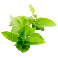 Sandveld Seeds Basil - Sweet  